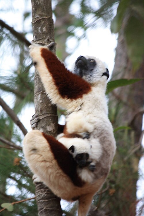 Sifaka